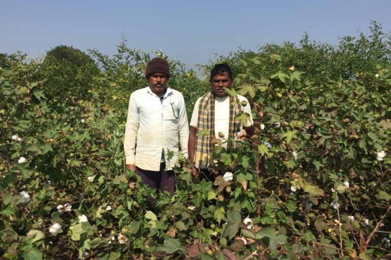 कापूस बाजारभाव 2025 मध्ये वाढणार का कमी होणार? आजचा बाजारभाव, अंदाज व संपूर्ण माहिती